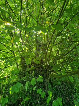 Photo trogne Z5HA17A48