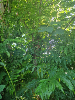 Photo trogne Z5HA17A50