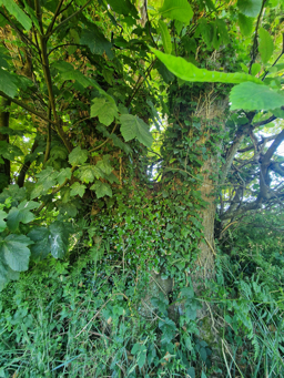 Photo trogne Z5HA18A51