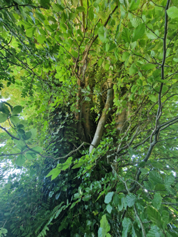 Photo trogne Z5HA18A53