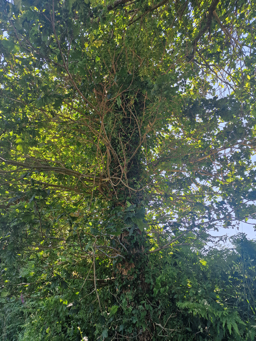 Photo trogne Z5HA18A54