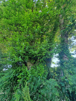 Photo trogne Z5HA20A55