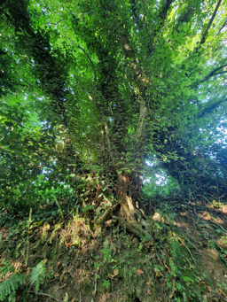 Photo trogne Z6CC22A56