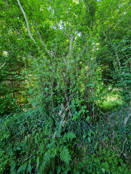 Photo trogne Z6CC22A57