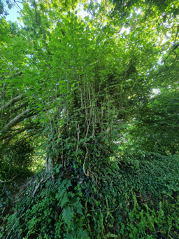 Photo trogne Z6CC22A58