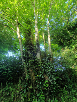 Photo trogne Z6CC22A59