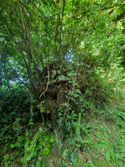 Photo trogne Z6CC22A60