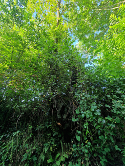 Photo trogne Z6CC22A62