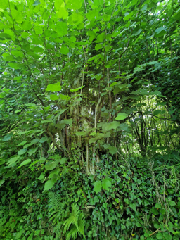 Photo trogne Z6CC22A63