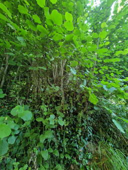 Photo trogne Z6CC22A64