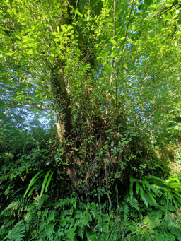 Photo trogne Z6CC22A66