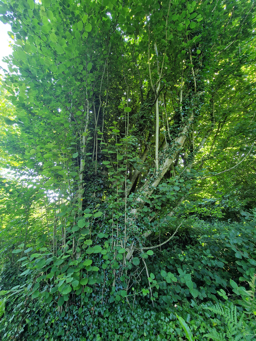 Photo trogne Z6CC22A68