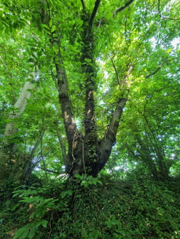 Photo trogne Z6CC22A69