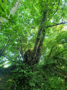 Photo trogne Z6CC22A69