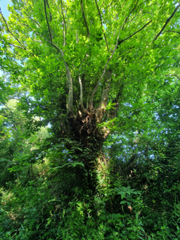 Photo trogne Z6CC22A70