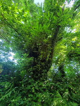 Photo trogne Z6CC22A71