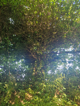 Photo trogne Z6CC22A72