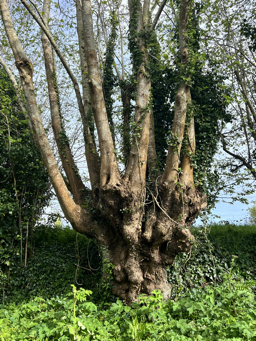 Photo trogne Z6HA22A74