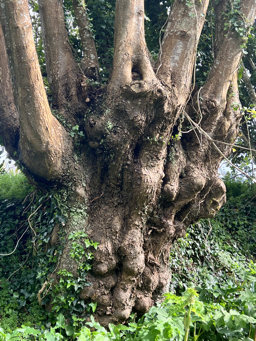 Photo trogne Z6HA22A74