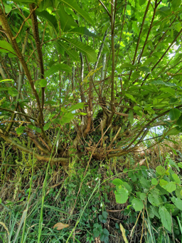 Photo trogne Z6HA23A73