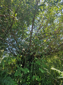 Photo trogne ZXHANNA75