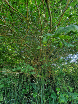 Photo trogne ZXHANNA76