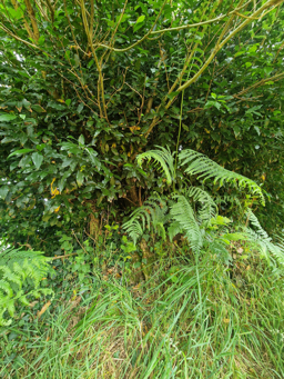 Photo trogne ZXHANNA78