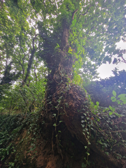 Photo trogne ZXHANNA81