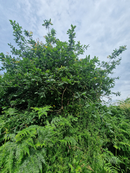 Photo trogne ZXHANNA85